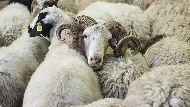 Kurban Bayramı ne zaman, Kurban Bayramı tatili kaç gün sürecek?