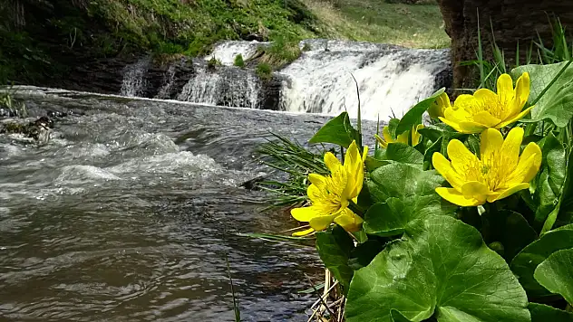 Kars'ın Keklik Vadisi bahar güzelliği ile göz kamaştırdı