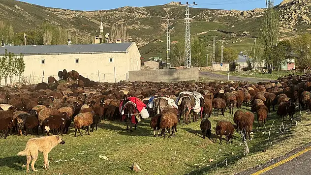 Uzmanından hayvan sahiplerine parazit uyarısı