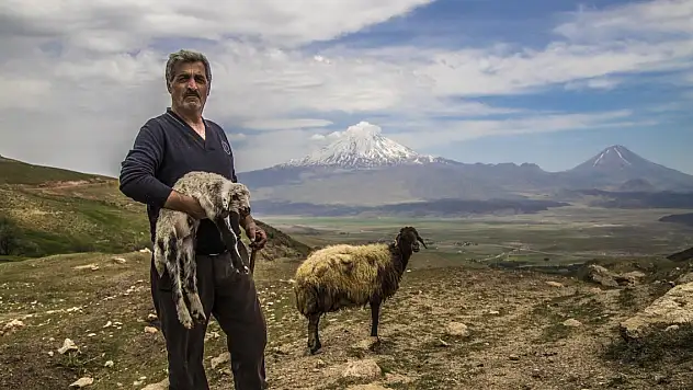 Ağrı'da kuzu doğumları devam ediyor