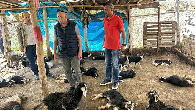 Başıboş köpek saldırısında 45 hayvanı telef olan çiftçiye hayırseverden destek