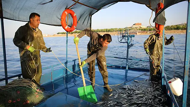Koruma tedbirleri inci kefalinde işe yaradı