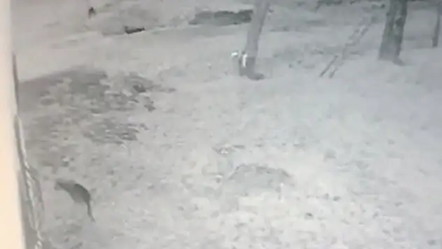 Köye inen aç kurt bulduğu köstebeği tek hamlede avladı