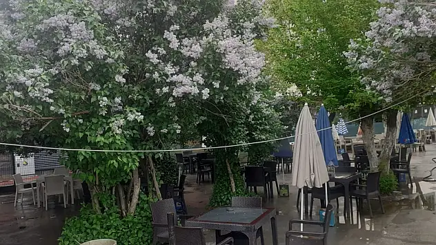Ağrı'da yağmur sonrası çay bahçeleri boş kaldı
