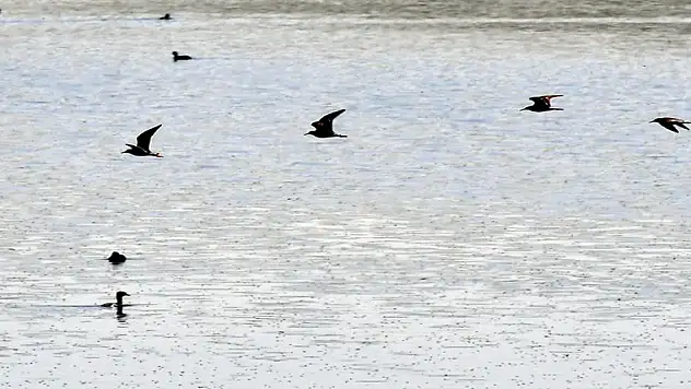 Buzları çözülen Asboğa Gölü göçmen kuşlarla şenlendi