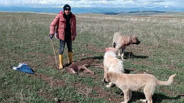 Sürüye saldıran kurdu köpekler telef etti