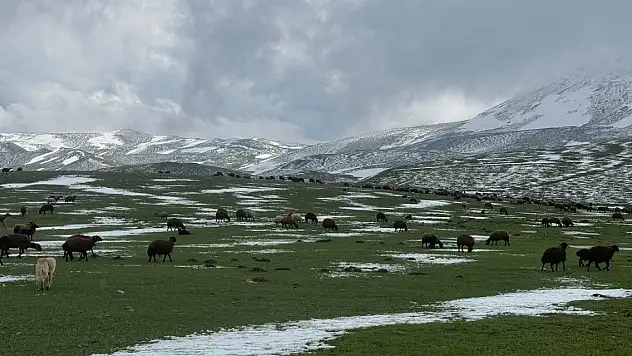 Karla Kaplı Meralarda Koyun Sürüleri Otlatılıyor