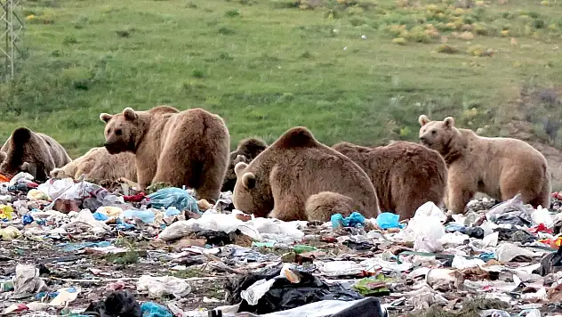 Kış uykusundan uyanan bozayılardan uzak durun