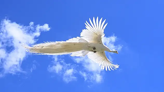 Van yaban kuşları için sağlık üssü oldu