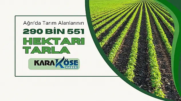 Ağrı'da Tarım Alanlarının 290 Bin 551 Hektarı Tarla