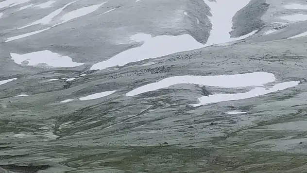 Kar yağışına rağmen hayvanlar merada kaldı