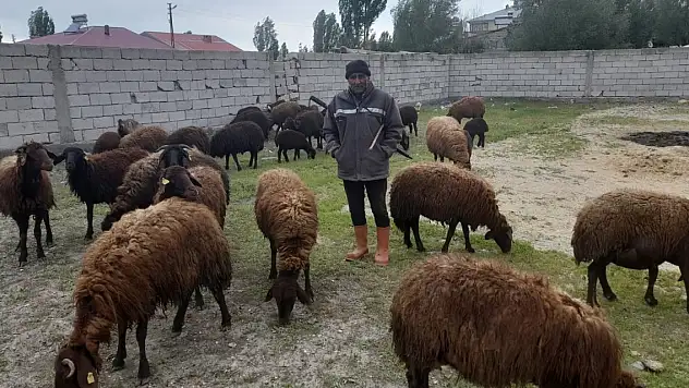 Ağrı'da Çoban Eksikliği Çiftçileri Zorluyor