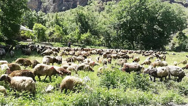 Tır devrildi, onlarca koyun telef oldu