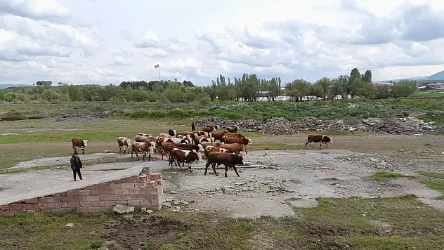 Ağrı'da Bayramı Öncesi Kurbanlıkların Sevkiyatı Başladı