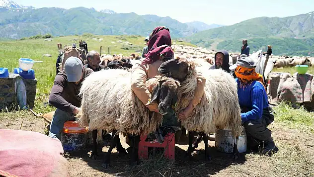 Muş'ta berivanlar süt sağım mesaisine başladı