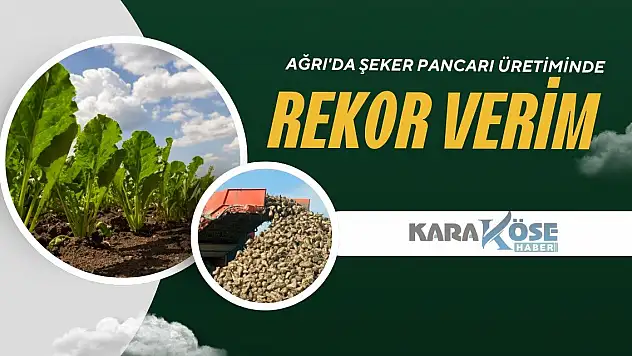 Ağrı'da Şeker Pancarı Üretiminde Rekor Verim
