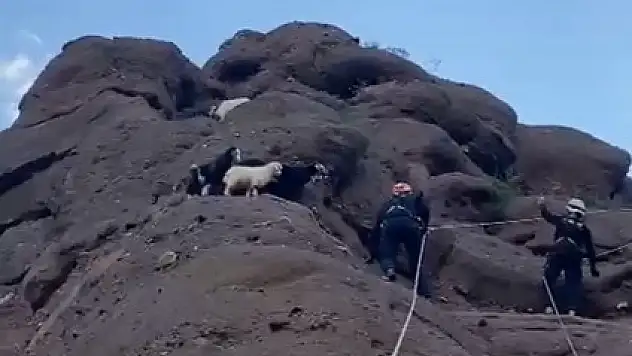 Bitlis'te kayalıkta mahsur kalan yavru oğlaklar kurtarıldı
