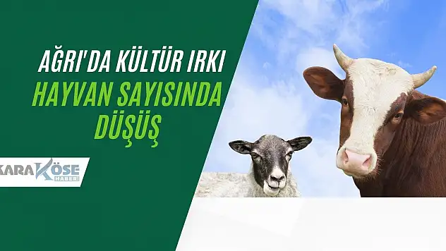 Ağrı'da Kültür Irkı Hayvan Sayısında Düşüş