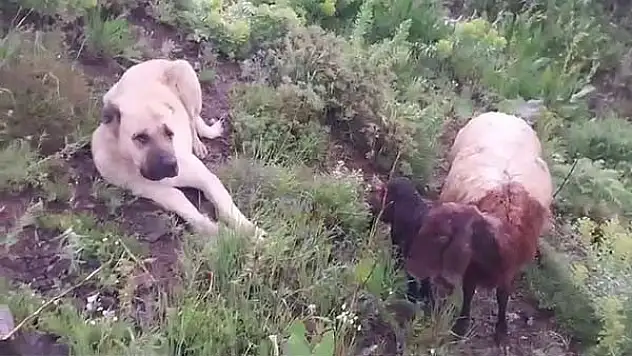 Kangal köpeği koyun ve yavrusunu canı pahasına korudu