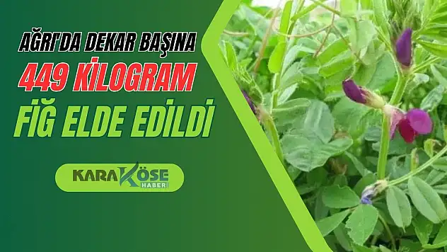Ağrı'da Dekar Başına 449 Kilogram Fiğ Elde Edildi
