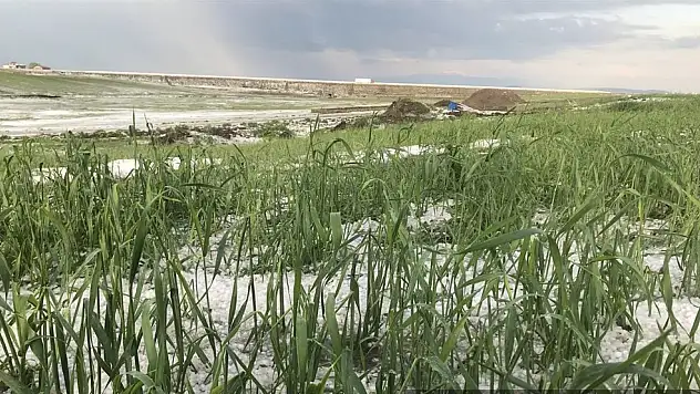 Kars'a yağan dolu tarım arazilerine zarara uğrattı