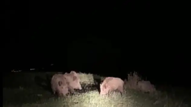Ardahan'da tarım arazileri yaban domuzlarının tahribatına uğruyor