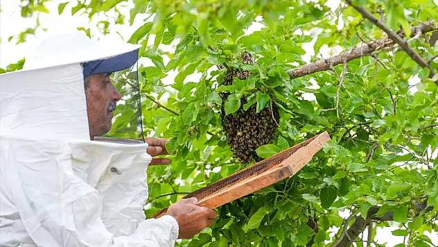 Oğul veren firari arılardan korkmayın