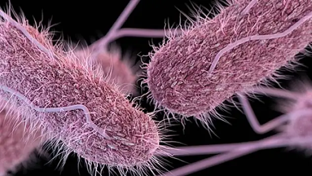 Salmonella nedir, nasıl bulaşır?