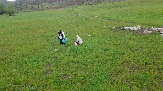 Ağrı'nın Mutfak Hazinesi: Yemeklik Bitkiler