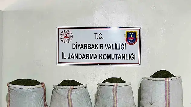 Diyarbakır'da binlerce kök kenevir ve kilolarca esrar ele geçirildi
