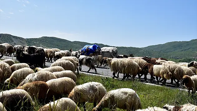 Besicilerin yaylalara yolculuğu devam ediyor