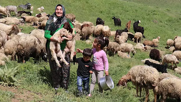 Van'da sürü sahibi kadın, süt talebine yetişmeye çalışıyor