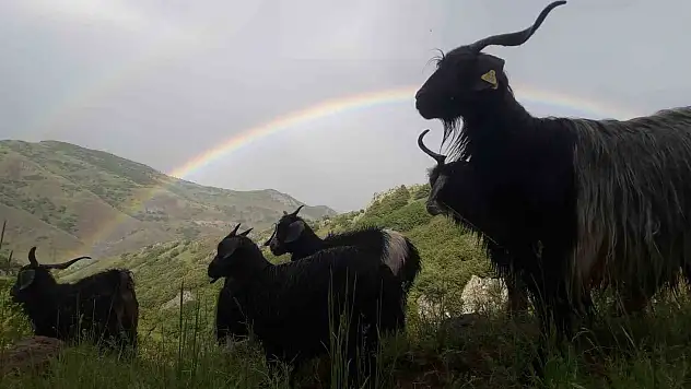 Muş'ta çıkan gökkuşağı görsel şölen oluşturdu