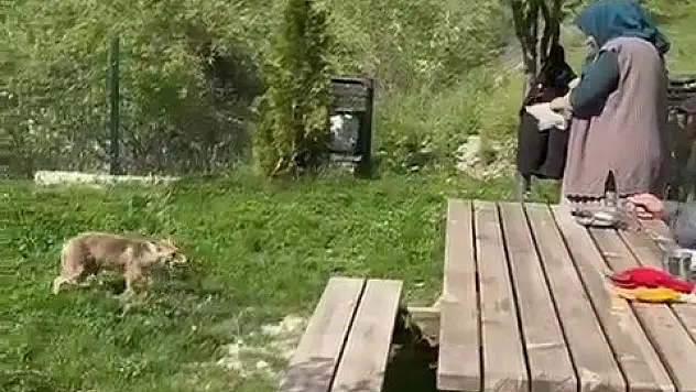 Erzurumlu vatandaş tilkiyi elleriyle besledi