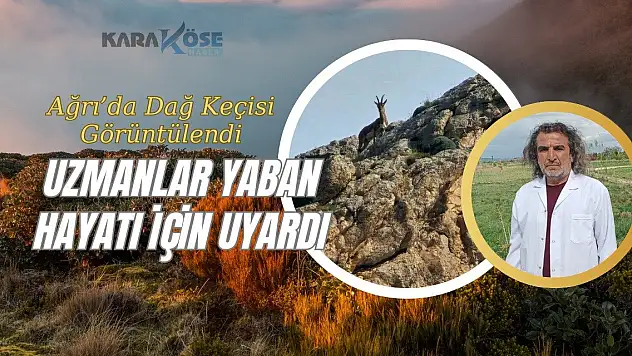 Ağrı'da Dağ Keçisi Görüntülendi: Uzmanlar Yaban Hayatı İçin Uyardı
