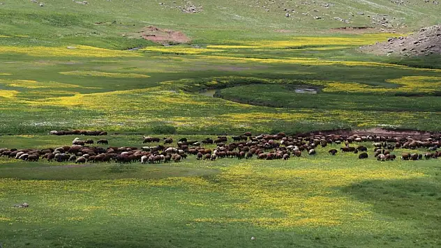 Ağrı'daki menderesler bahar çiçeklerine büründü