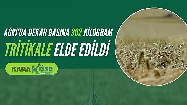 Ağrı'da Dekar Başına 302 Kilogram Tritikale Elde Edildi