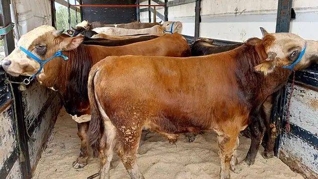 Ağrı'dan 11 bin 500 kurbanlık batı illerine gönderildi