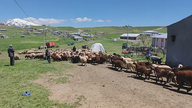Bitlis'te koyunların kuzularla buluşması iç ısıttı