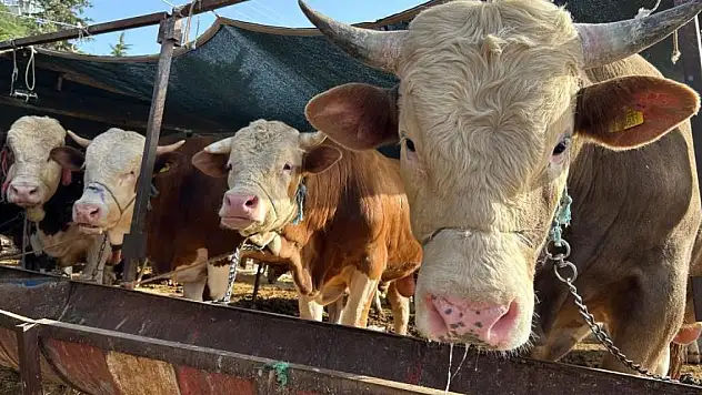Ağrı'dan giden 'Baron' 215 bin TL satıldı