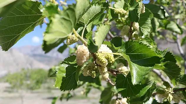 Erzurum'da dut bahçesinden 2 ton pekmez üretimi hedefleniyor
