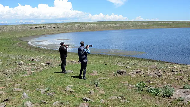 Kars'taki Asboğa Gölü yerli ve yabancı kuş gözlemcilerine ev sahipliği yapıyor