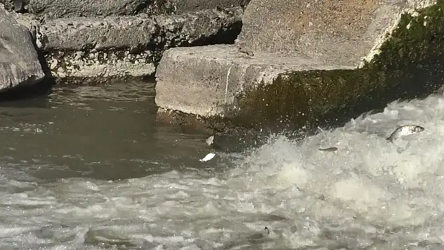 Kars'ta balıkların ölüm göçü başladı