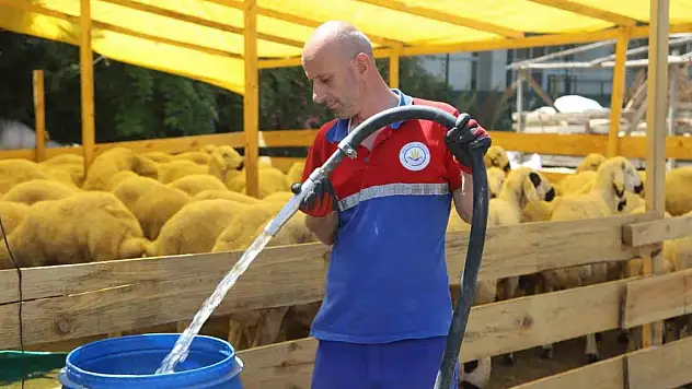 Kurbanlıklar pazar yerlerinde alıcıları bekliyor