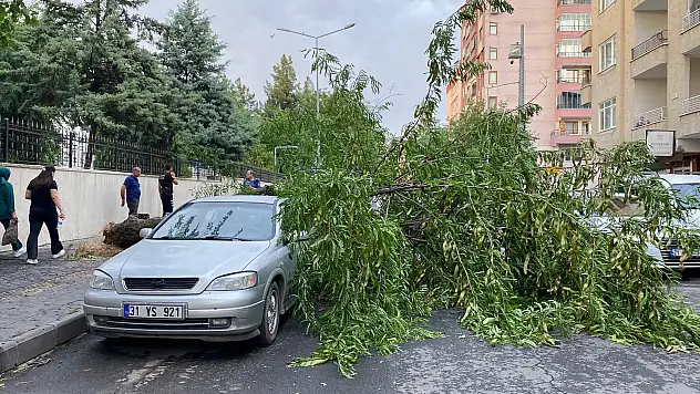 Diyarbakır'da fırtına dev ağacı devirdi