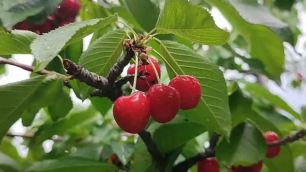 Erzurum'da kiraz mevsimi