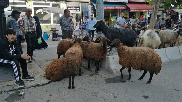 Ağrı'da kurbanlıklar şehir içinde satılmaya başlandı