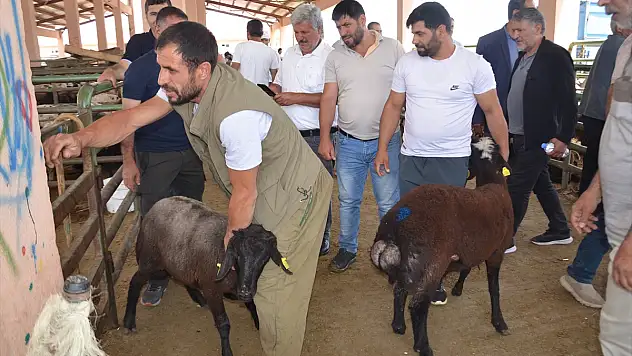 Muş'ta hayvan pazarında hareketli anlar