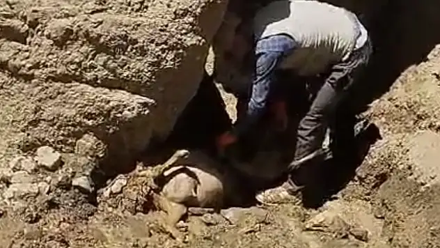 Başkale'de uçuruma atlayan 28 koyun telef oldu