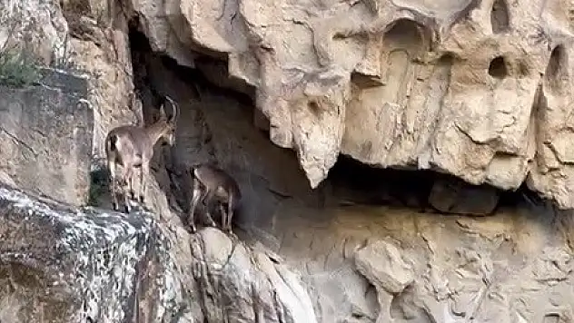 Erzurum'da dağ keçileri görüntülendi